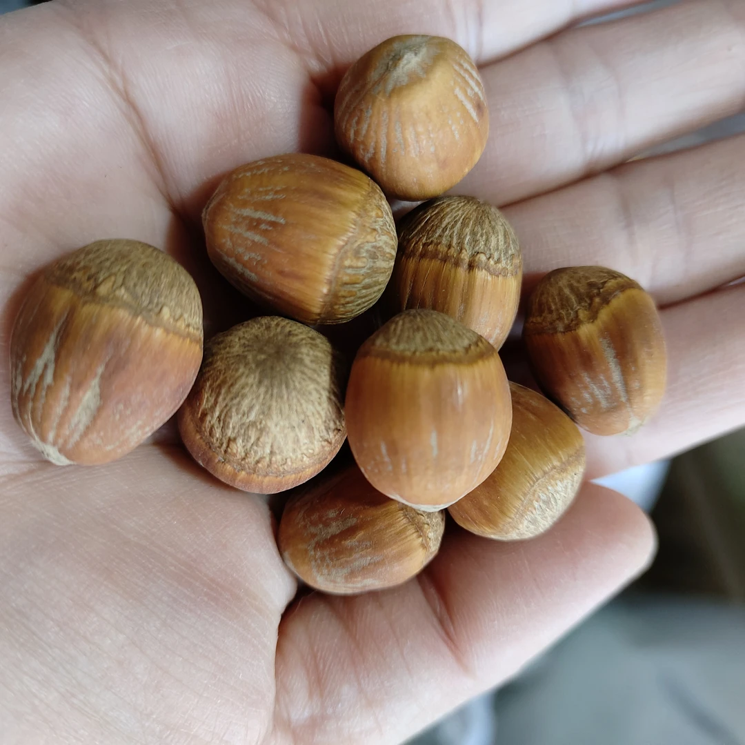 2025新东北特产开口大榛子个大饱满坚果零食爆香嘎嘎香正规炒制