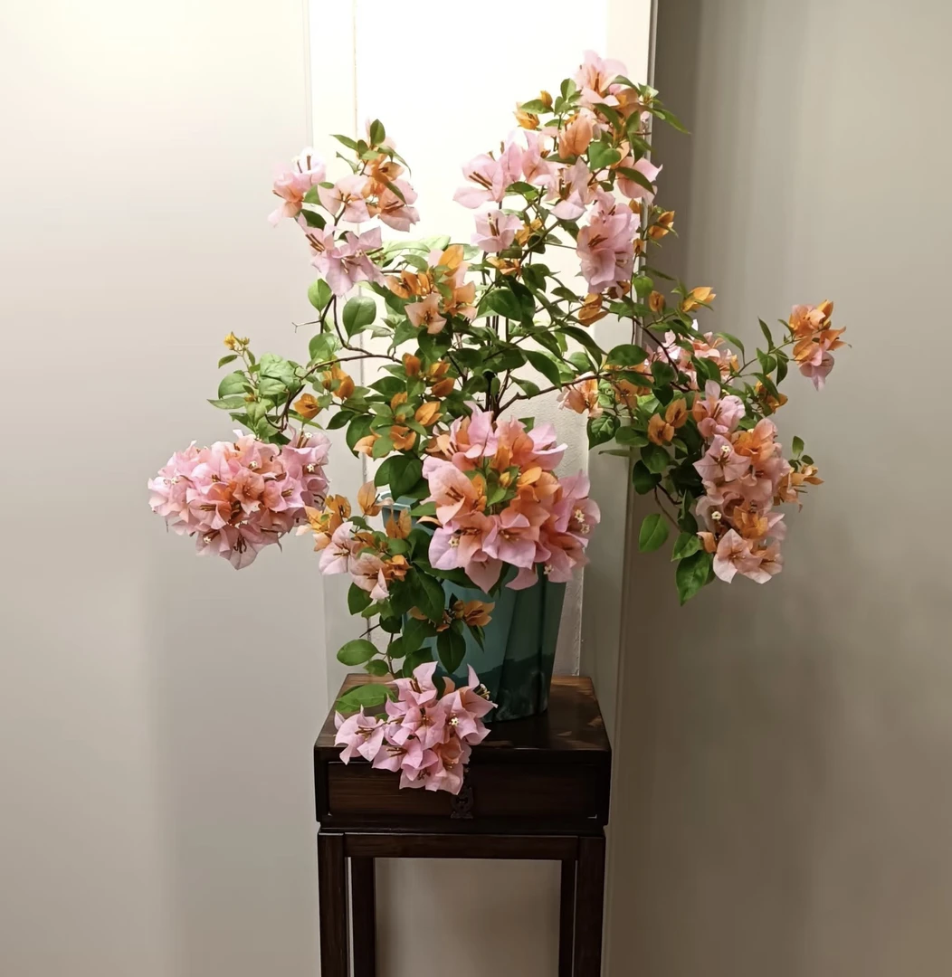 【金发女郎】黄橙粉三种花色·四季开花勤花·基地直发带花发货