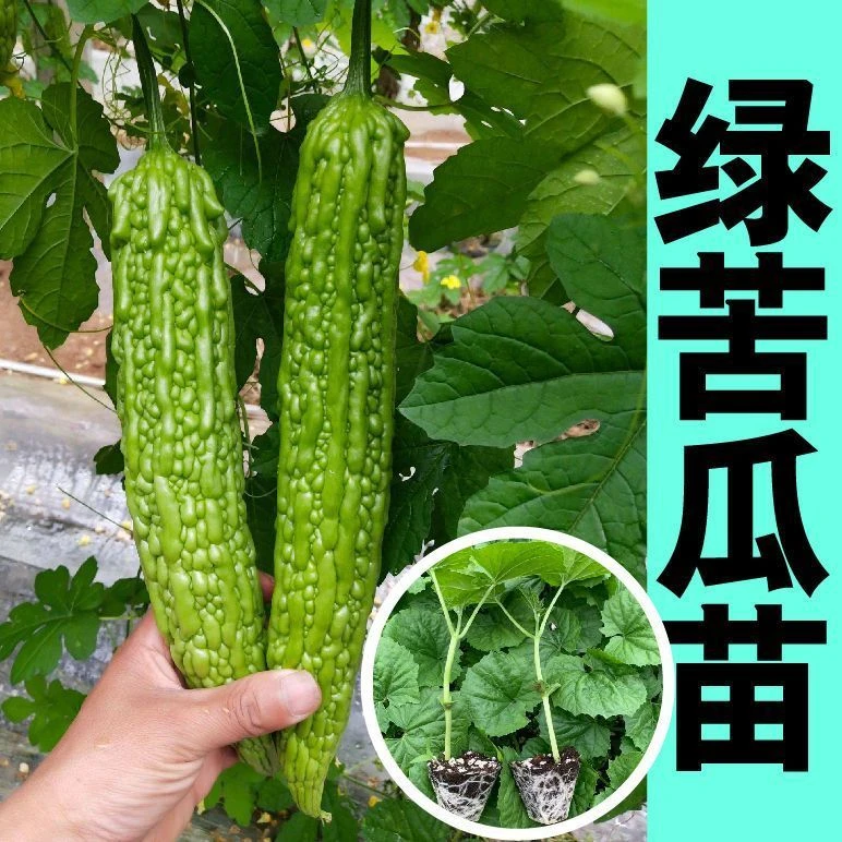 高产珍珠苦瓜苗秧疙瘩绿苦瓜种子春秋庭院蔬菜苗秧青菜籽四季盆栽