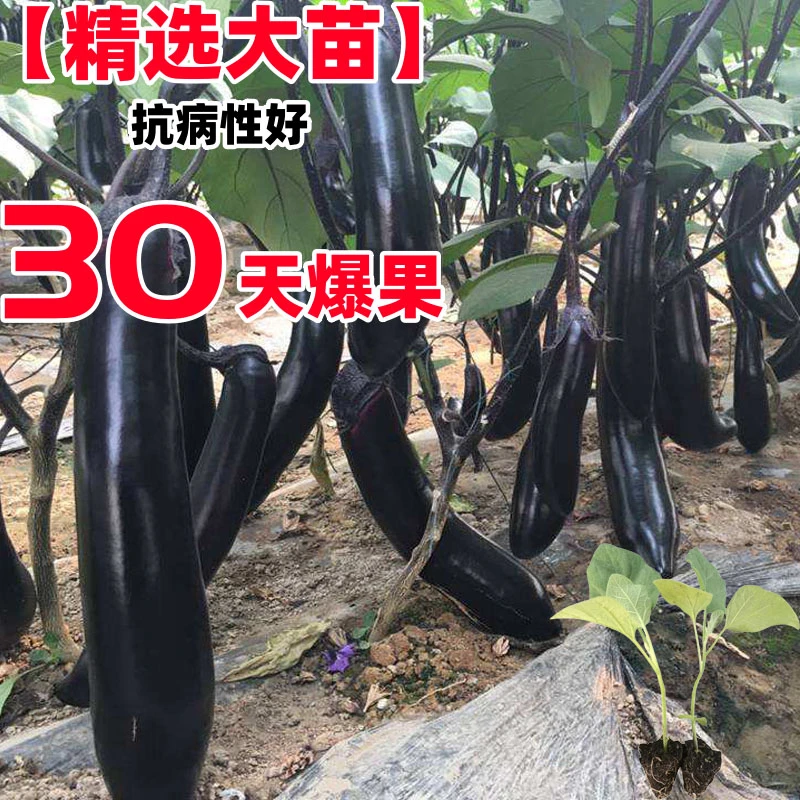 高产黑长茄子苗秧种子黑圆茄苗秧种籽庭院四季阳台盆栽蔬菜苗
