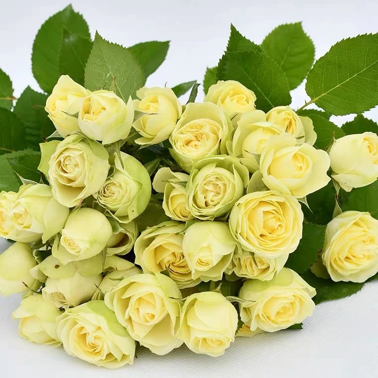 大苗奶油龙沙月季花苗开花多头黄绿玫瑰室内阳台四季盆栽花卉绿植
