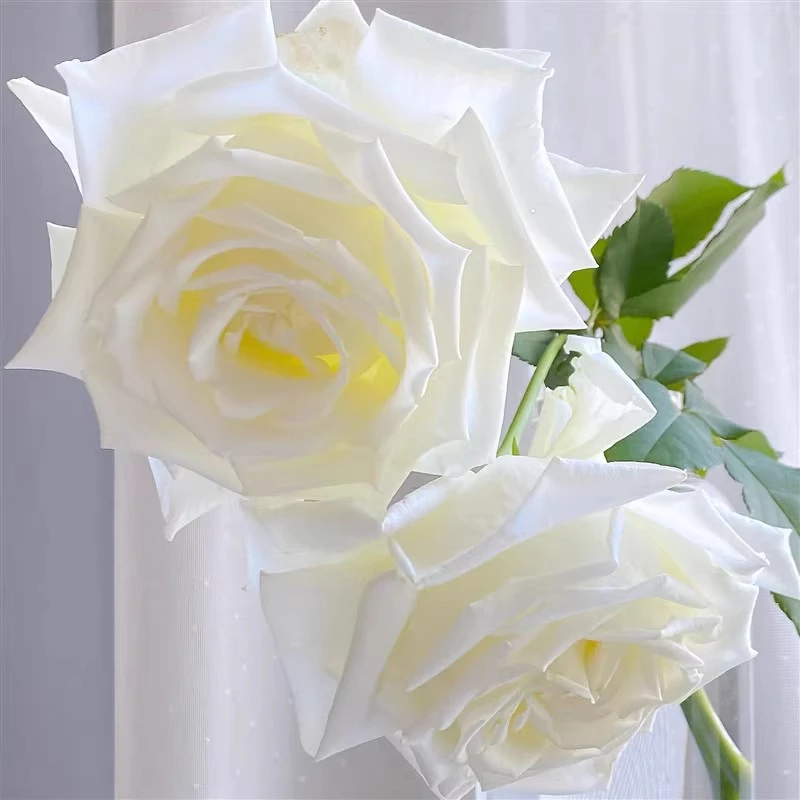 保罗二世 月季花苗开花大花浓香绿植白玫瑰室内阳台四季盆栽花卉