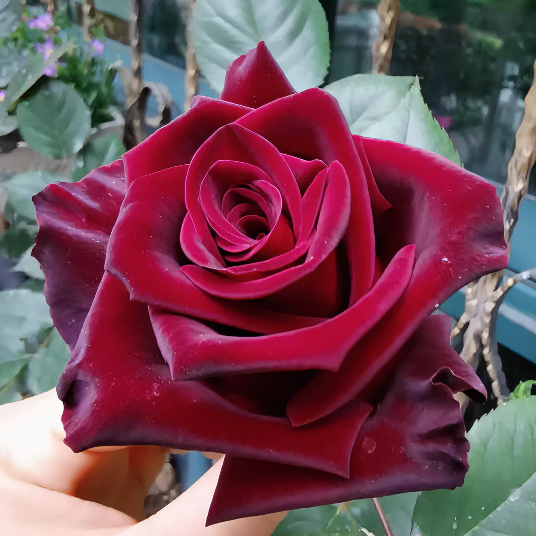 黑魔术 月季花苗开花大花暗红玫瑰花室内阳台四季盆栽花卉绿植