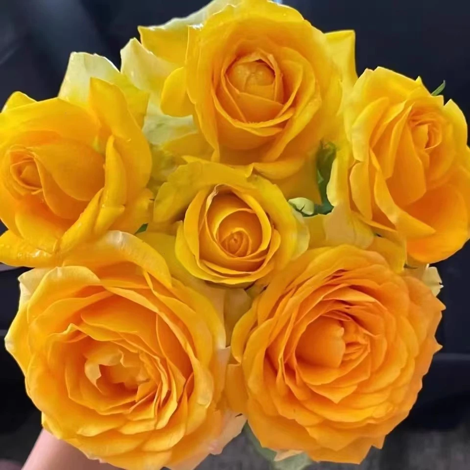 大苗苏格兰黄油月季花苗开花大花玫瑰花室内阳台四季盆栽花卉绿植