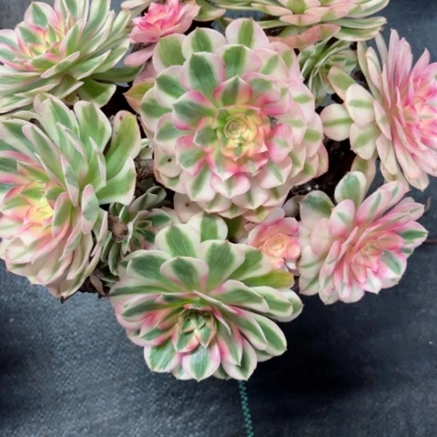 ❄️***多肉植物倾城锦。