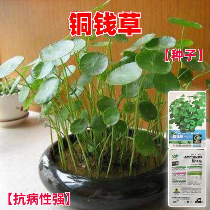 铜钱草种子四季长绿金钱草籽可水培土培盆栽庭院绿化植物易种易活