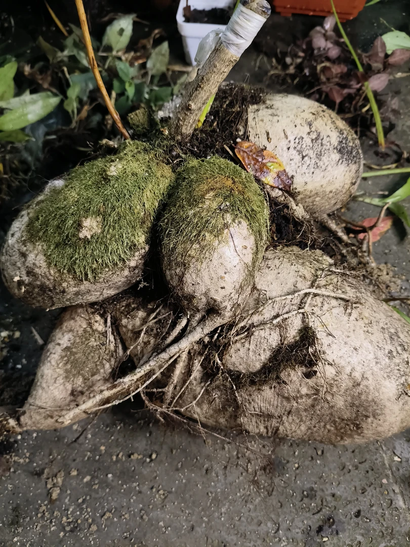 云南大叶树萝卜，