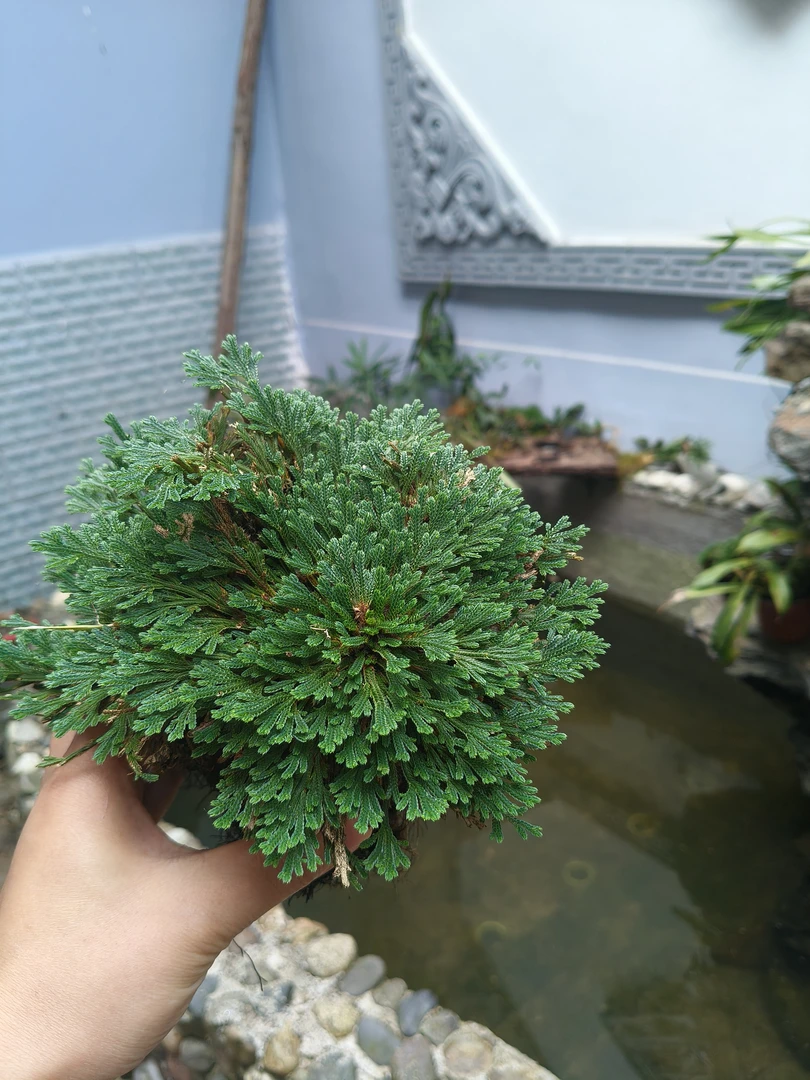 卷柏，还魂草，赏叶，四季常青