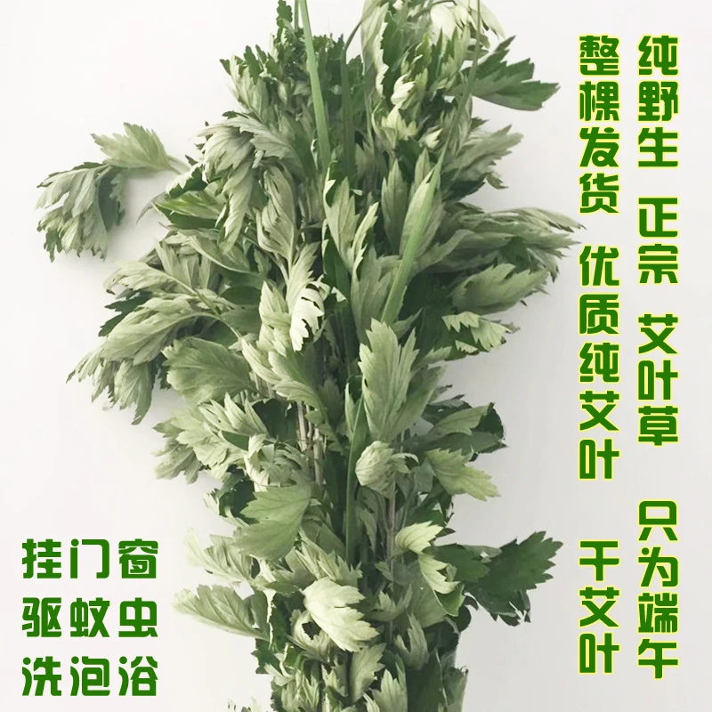 正宗艾草门挂装饰花束新鲜纯野生艾叶苗食用室内外可种植真艾草