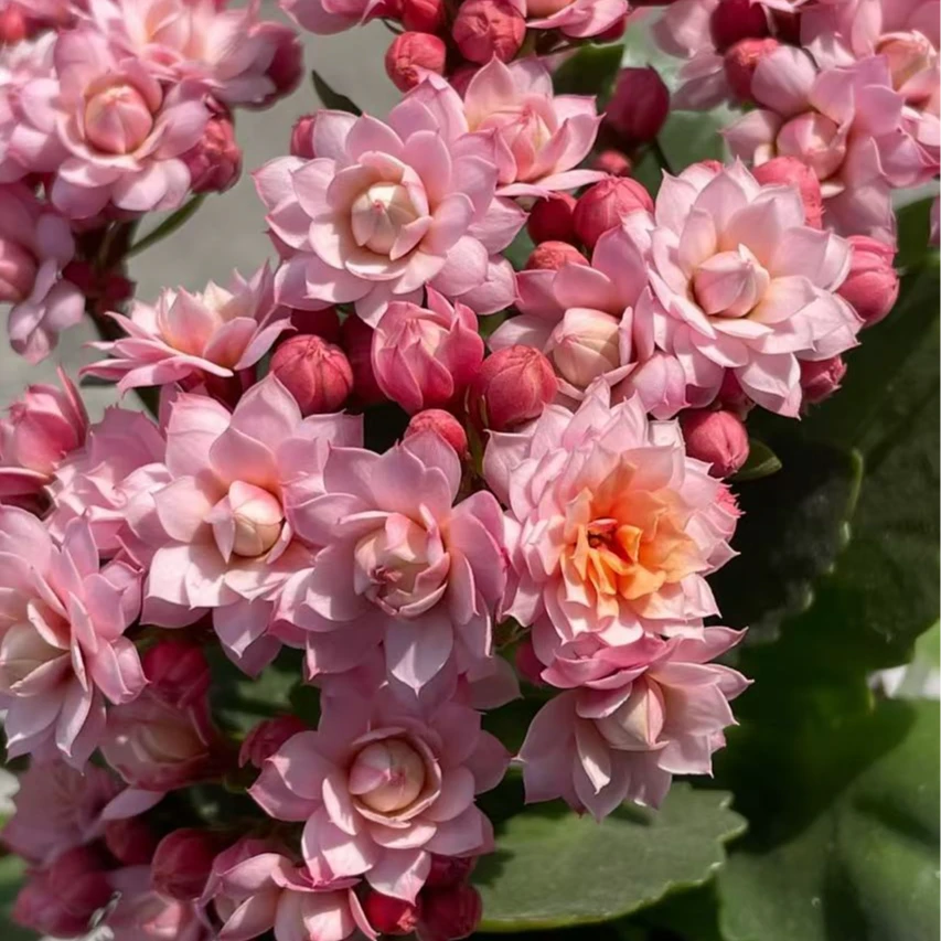 【人面桃花】~稀有品种大花苞