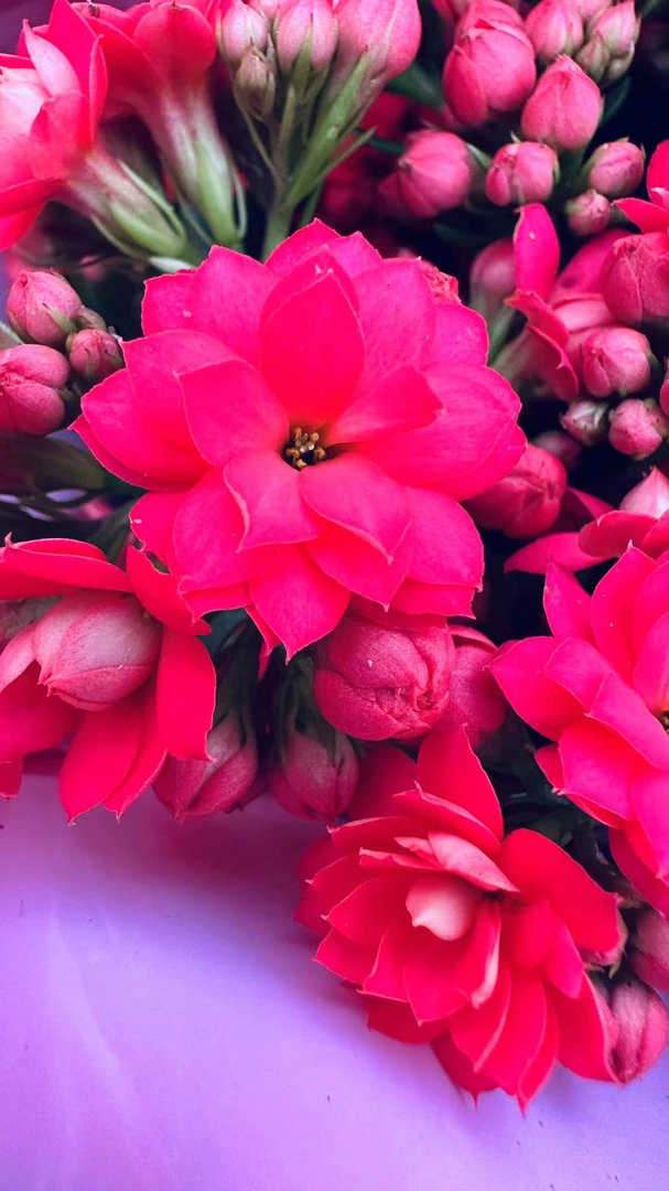 【新娘】~稀有品种大花苞