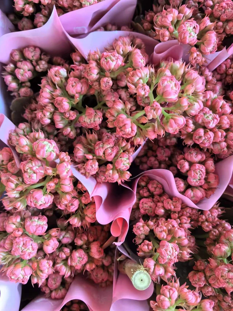 巨星长寿花室内盆栽