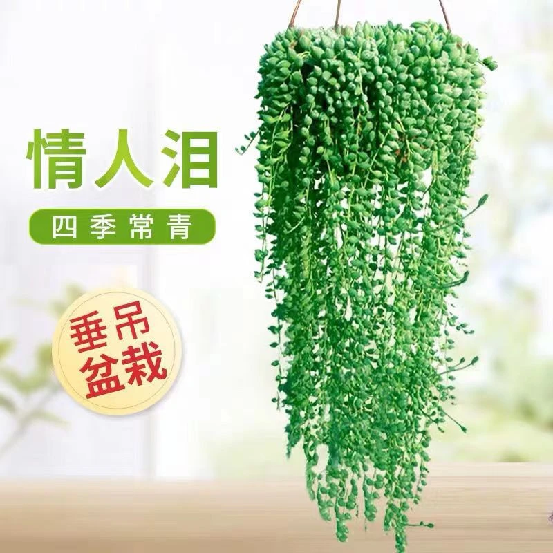 情人泪吊兰佛珠情人泪多肉吊兰盆栽室内绿植净化空气四季垂吊植物