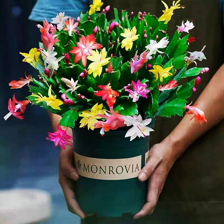 【精选】多色蟹爪兰带根发货大苗花卉多肉好植物室内盆栽四季开花