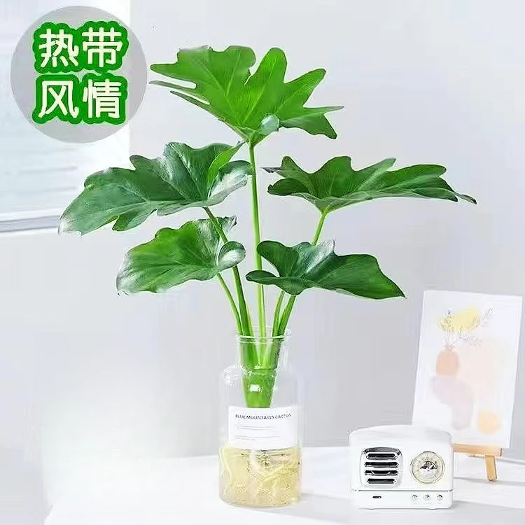 春羽水培植物盆栽室内绿植小天使好养花卉客厅净化空气四季好养