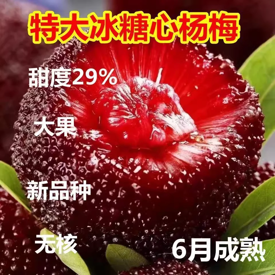 东魁杨梅树树苗梅苗特大南方北方种植地栽当年结果杨梅苗当年结果