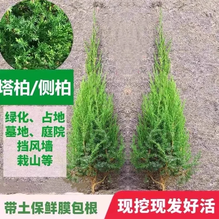 墓地松塔柏清明松树苗扫墓树苗松柏树苗扁侧柏桧柏柏树蜀桧宝塔松