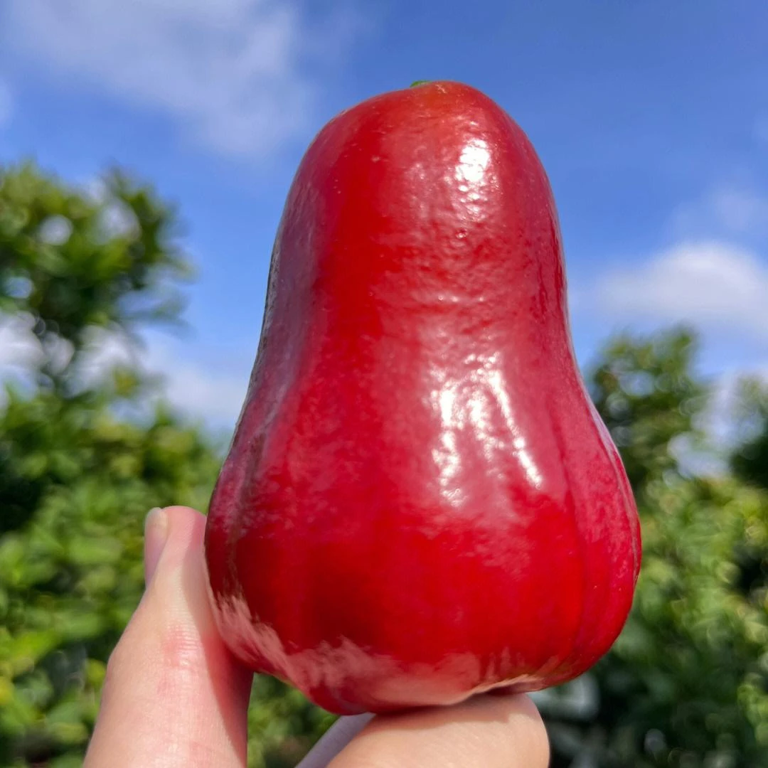 【顺丰包邮】黑金刚莲雾果仙女果多汁鲜甜包赔清脆饱满香甜