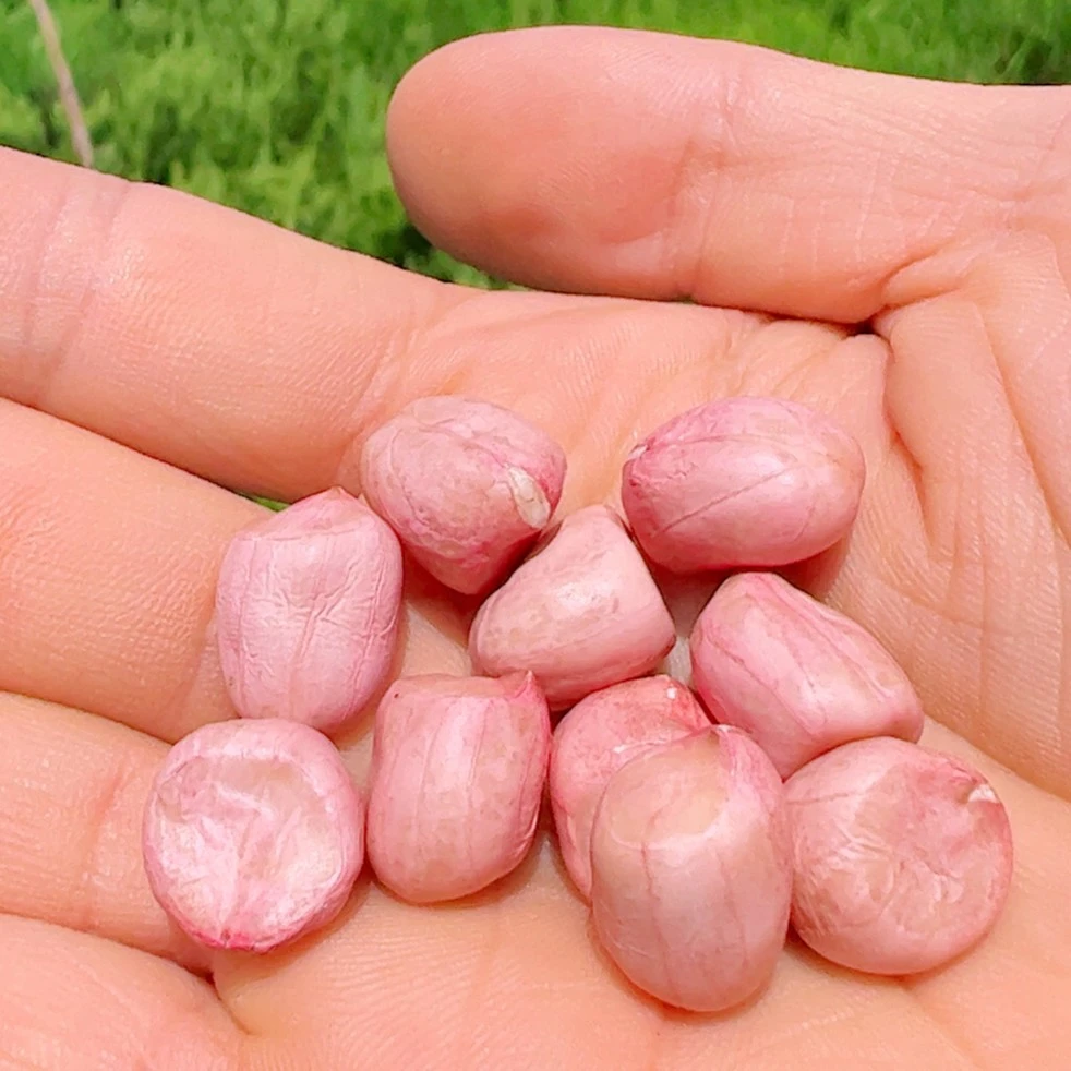 花生米新米农家自种南阳罗汉果花生米3斤/5斤今年食品