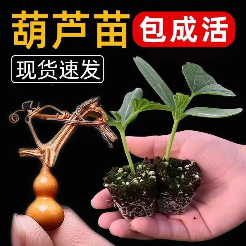 手捻小葫芦苗盆栽爬藤特小葫芦秧苗室内阳台观赏绿植八宝葫芦幼苗