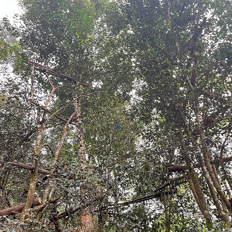 2025年易武落水洞头春古树100克散茶 生普