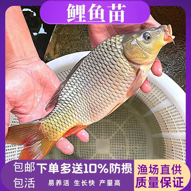 优质鲤鱼5-8厘米超大尺寸包邮包活包对版鱼类套餐