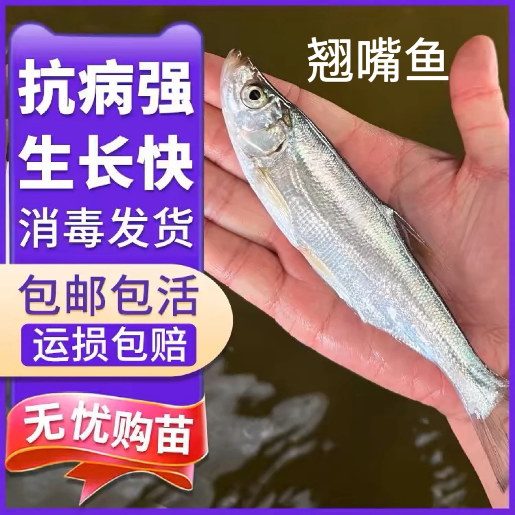 【顺丰快递】正宗米级翘嘴鱼翘壳鱼大白刁翘嘴凶猛淡水养殖食用