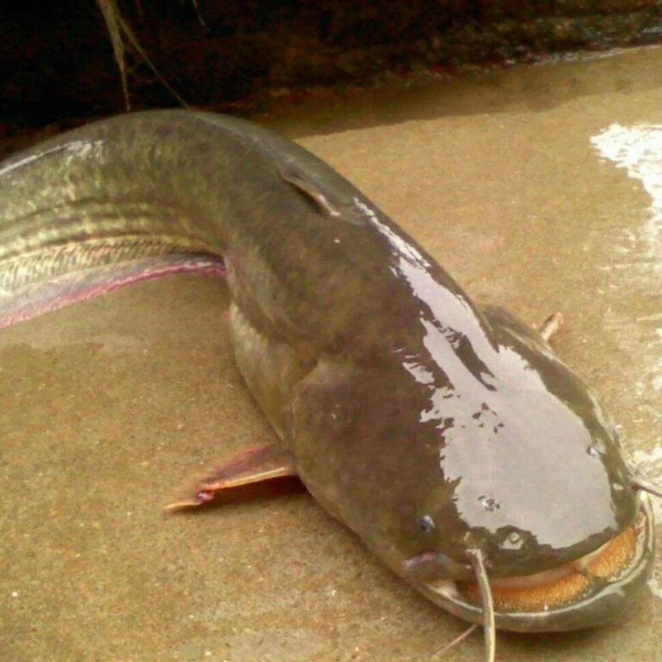 四川正宗南方大口鲶鱼鲜活水产可食用鱼类肉质鲜美