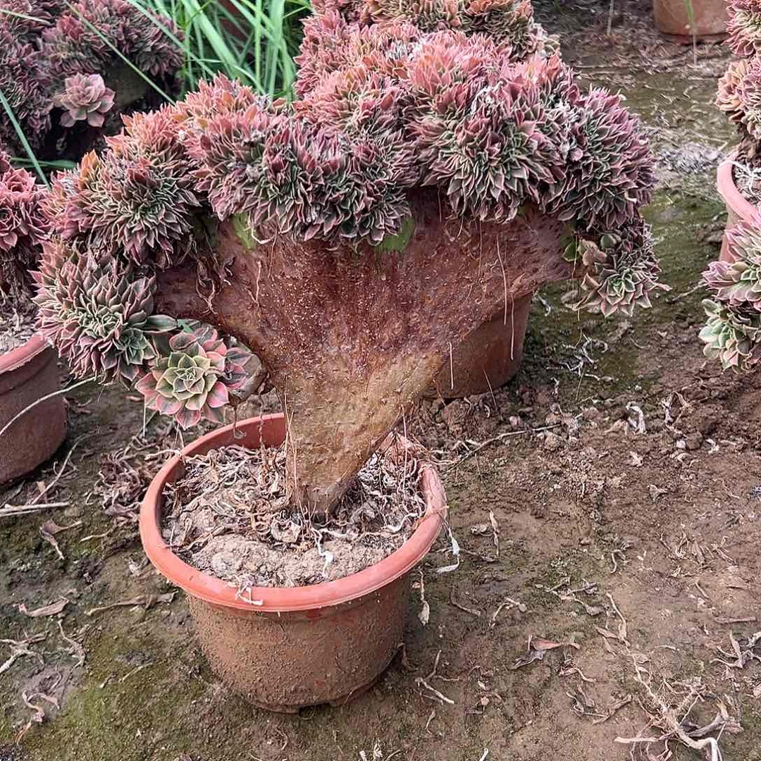 款**叶女神缀化脱土发货