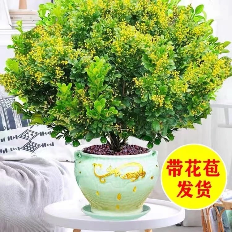 好养清香型米兰盆栽带花苞四季开花庭院室外盆栽花卉盆景室外植物