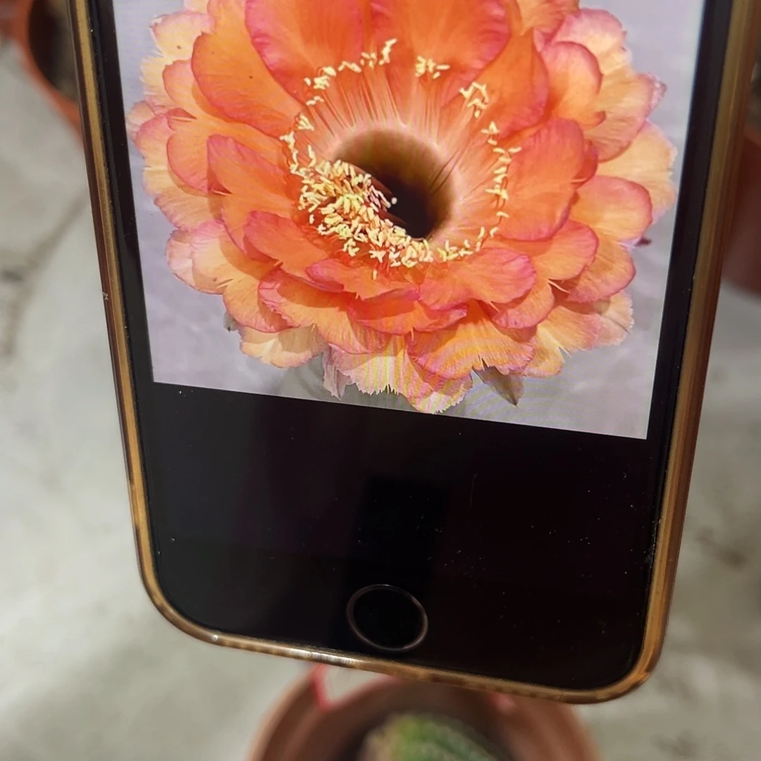 香香彩草心舞2.5公分