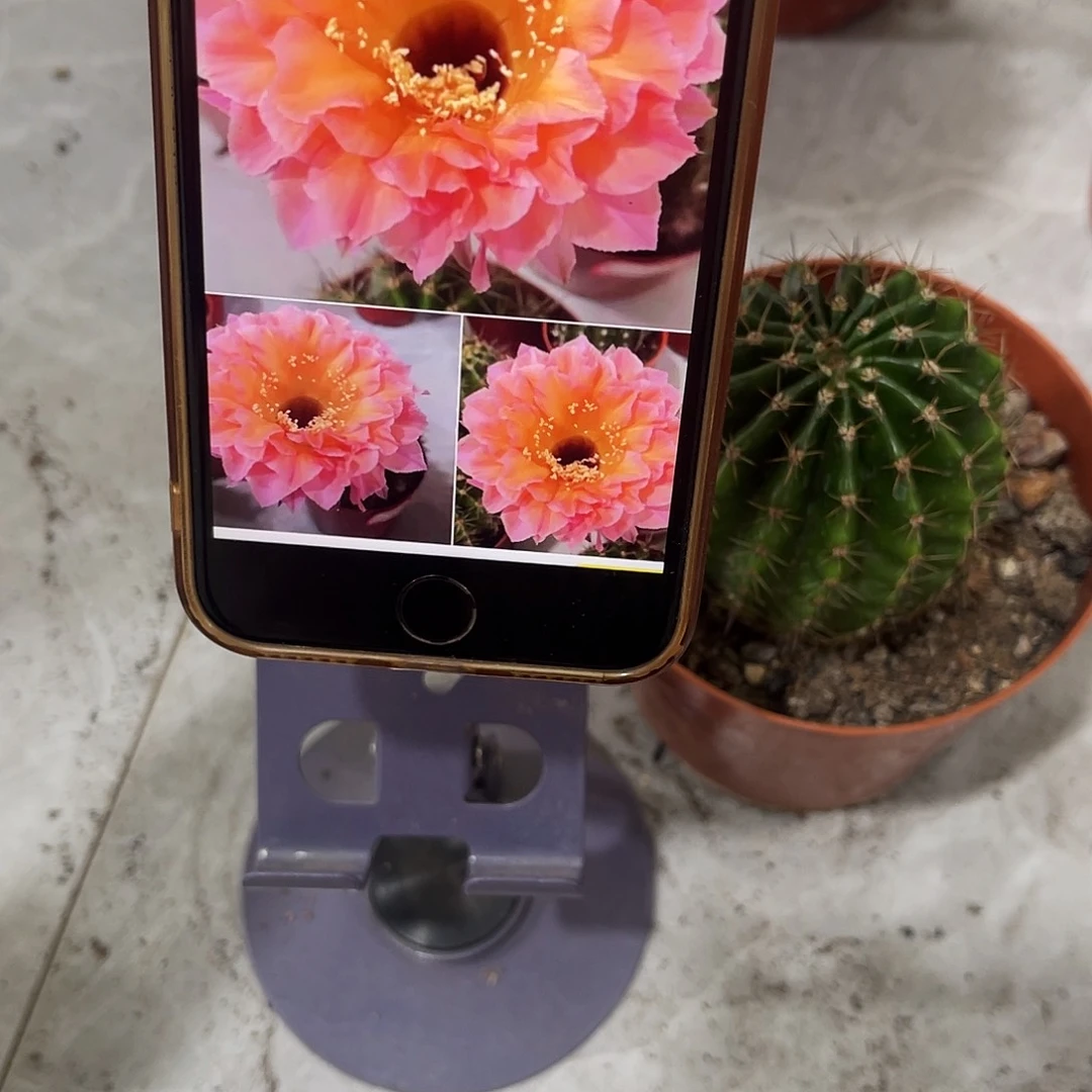 香香系列彩草58号5公分