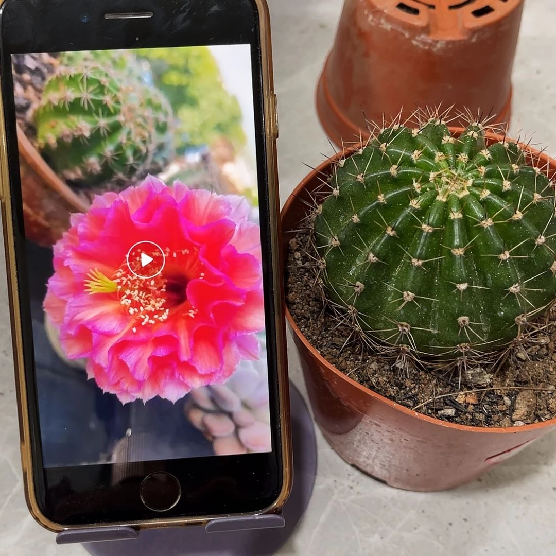 仙人球8号彩草6公分