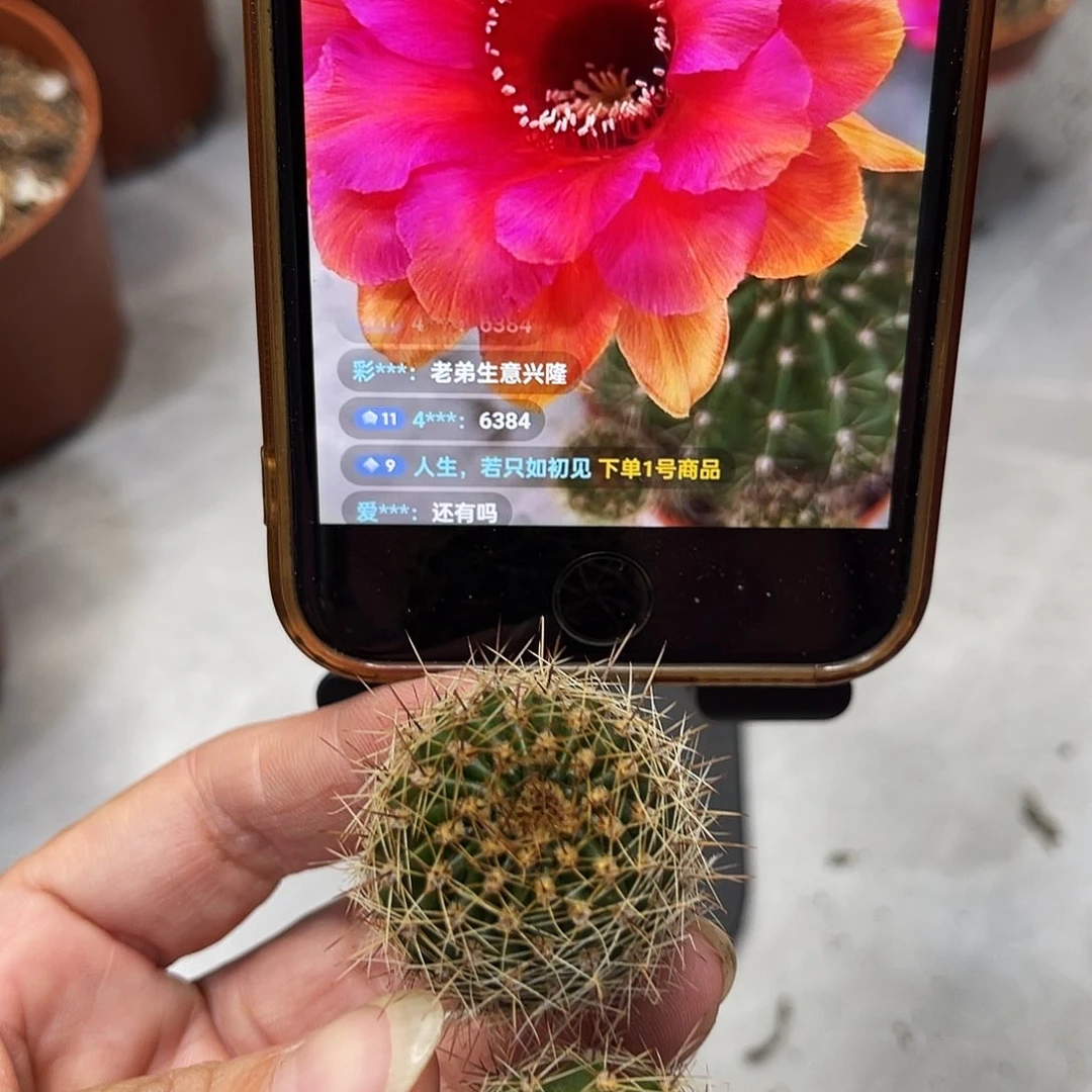 仙人球彩草48号2个测芽