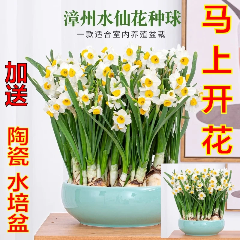漳州水仙花种球盆栽室内水养花卉植物水培风信子球根四季开花好养