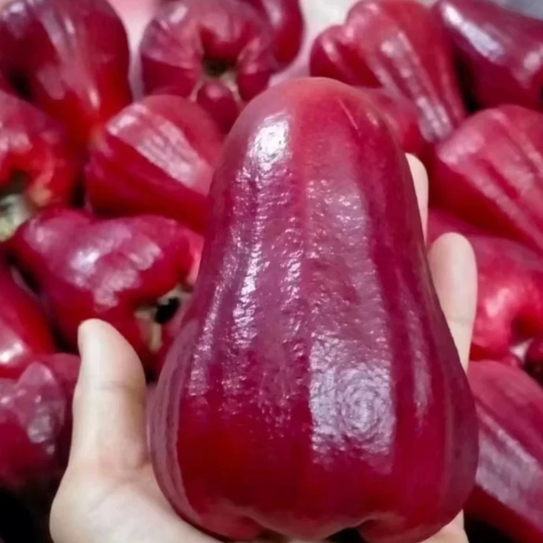 【果然好】海南三亚大黑金刚莲雾果新鲜孕妇水果3斤装应季水果包邮