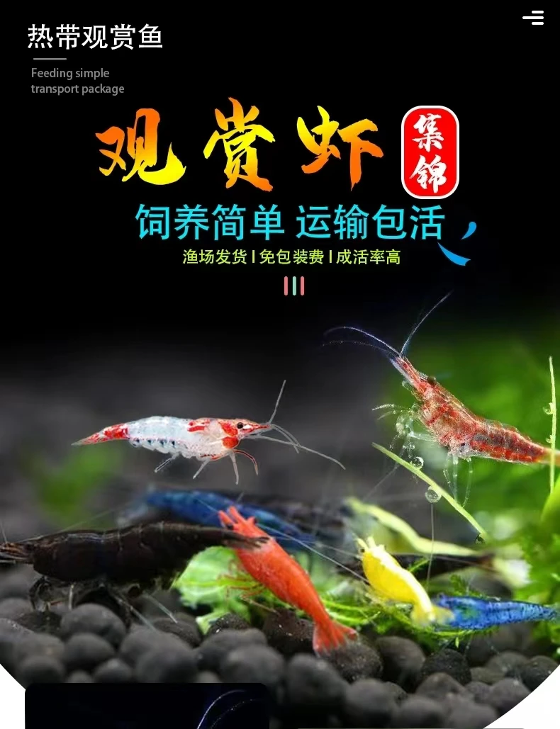 鱼缸水草缸清洁除藻工具虾冷水黑壳虾观赏虾水晶虾樱花虾混养活体