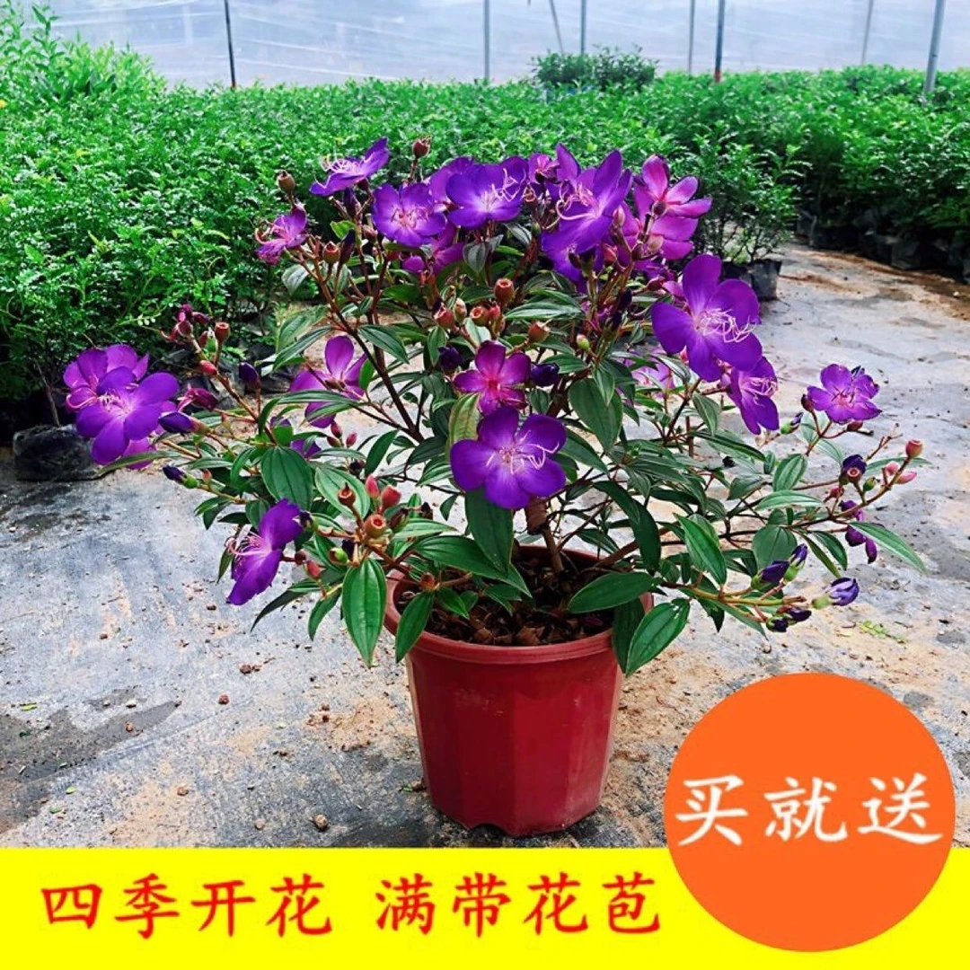 巴西野牡丹花苗盆栽植物四季开花紫牡丹庭院阳台花卉期长耐寒耐热