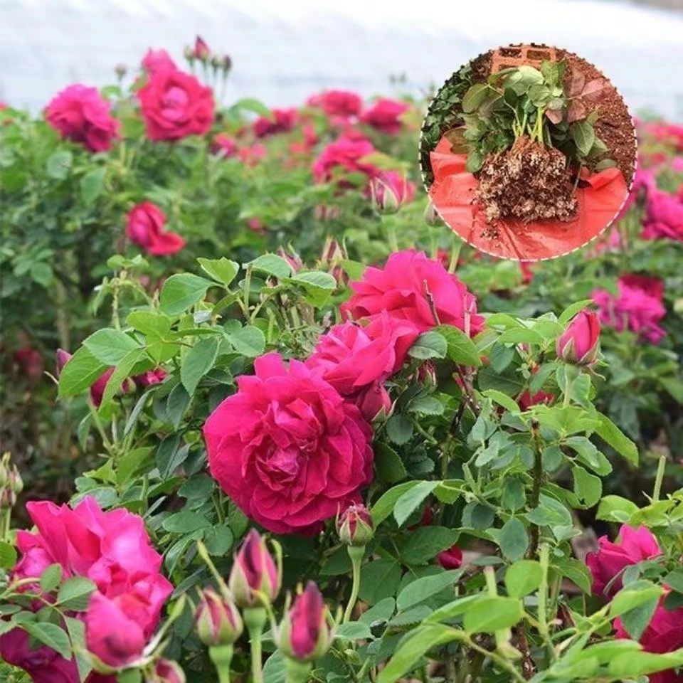 食用玫瑰花苗滇红墨红金边可食用香味浓郁开花多可食用玫瑰苗