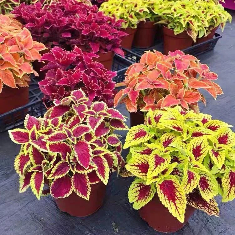 彩叶草盆栽花苗阳台庭院外花园调色板观叶花卉多年生耐热好养植物