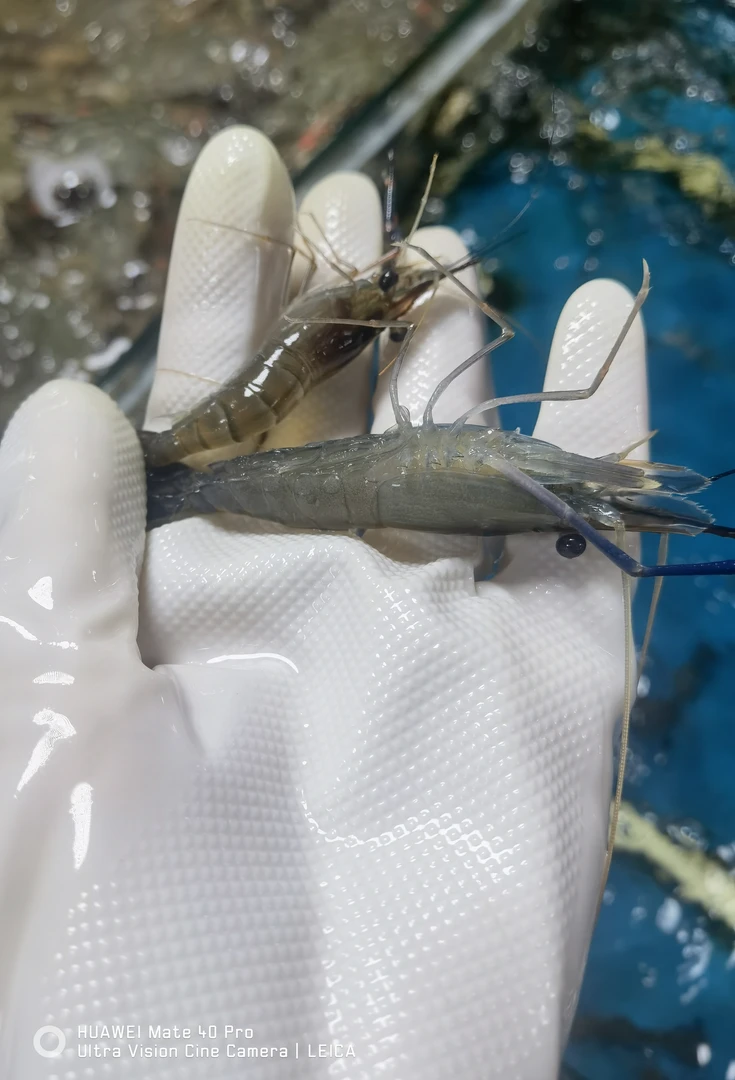 鲜活小河虾虾