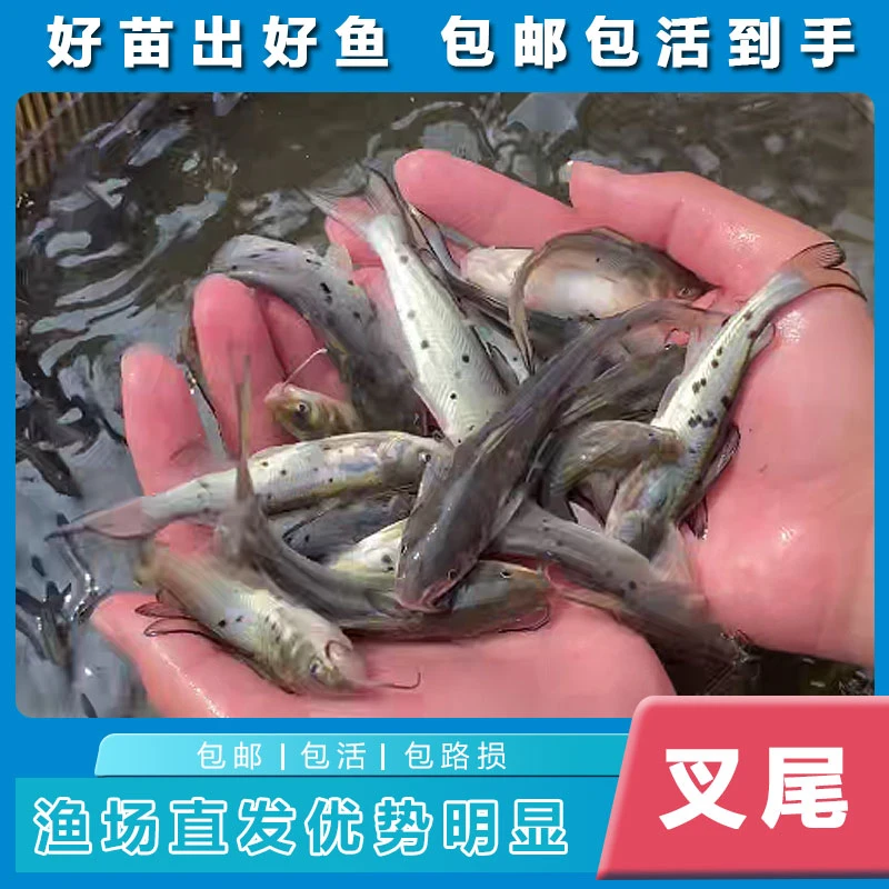 新鲜叉尾鮰江丰1号 一条2-18g左右 渔场直发