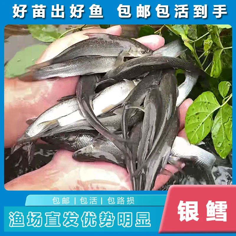 新鲜银鳕 一条2-18g左右 渔场直发