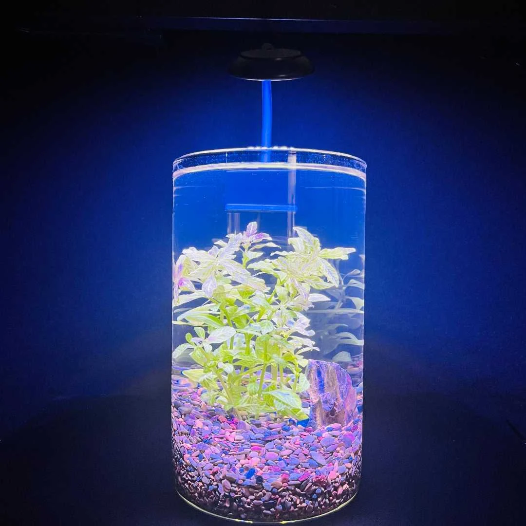 【只此青绿】原创水草缸1220