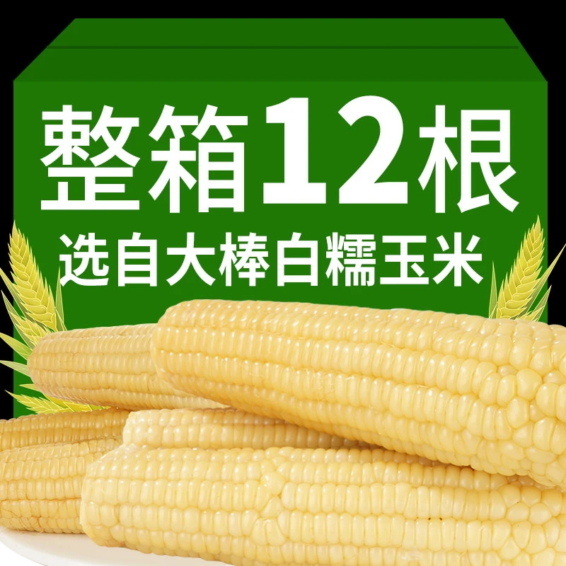 白糯玉米12根新鲜头茬香甜糯玉米粗粮营养早餐健身轻食代餐