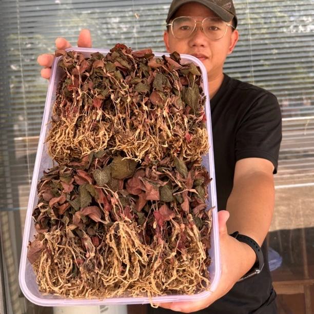 福建南靖红霞金线莲 有根有叶整株金线莲 烘培金线莲