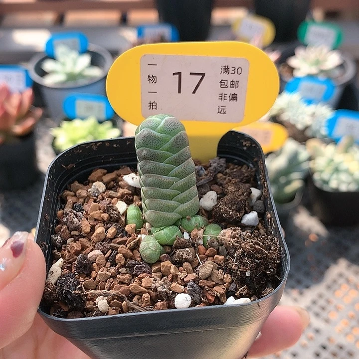 17号 玉檀 多肉植物