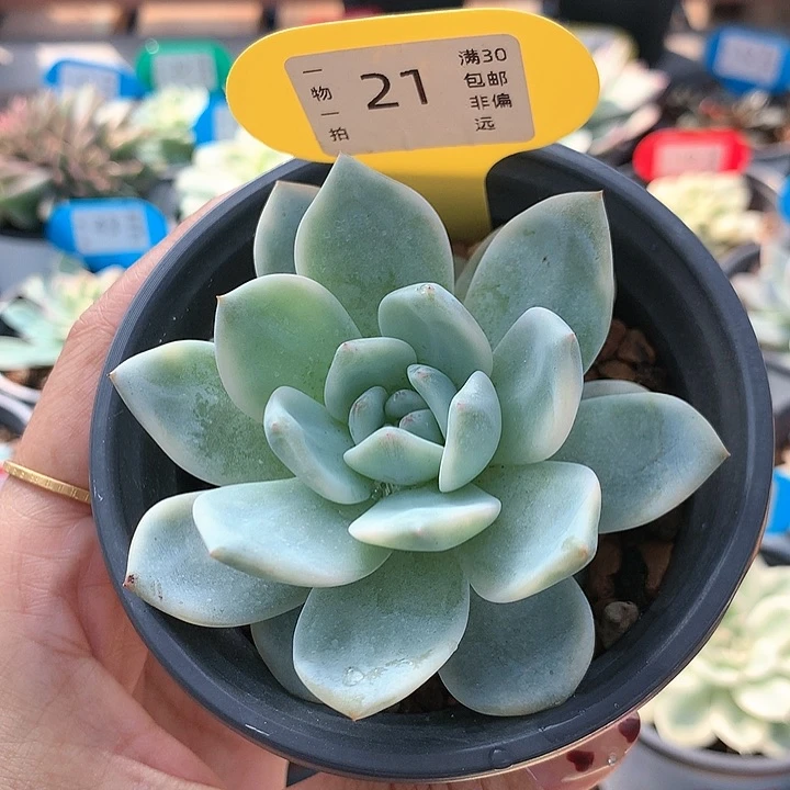 21号 梦露锦 多肉植物