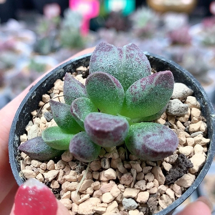 花斑鹿 多肉植物 1114