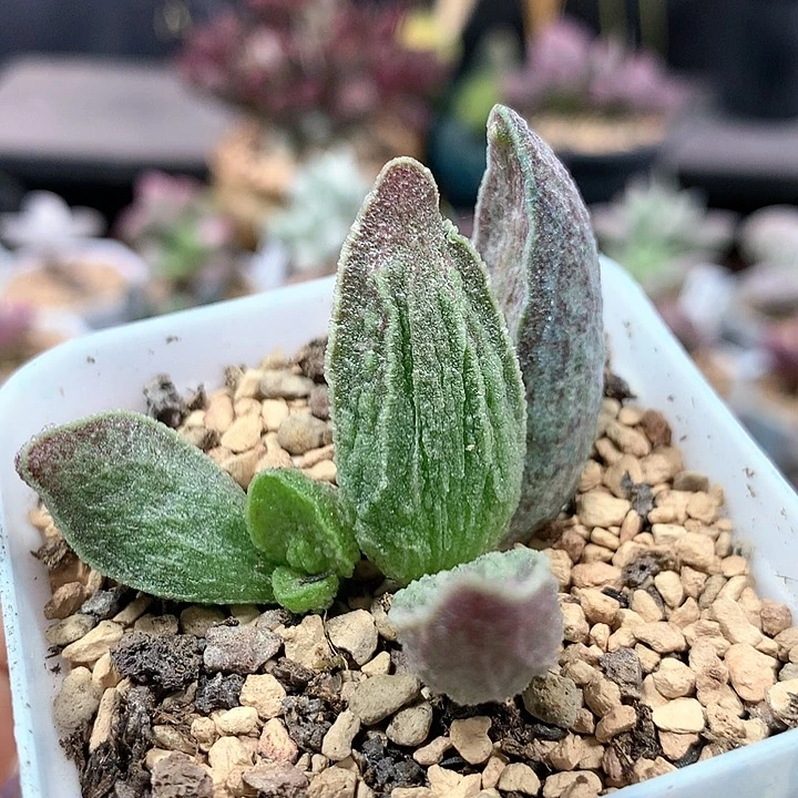 酒红猪肝 多肉植物 793